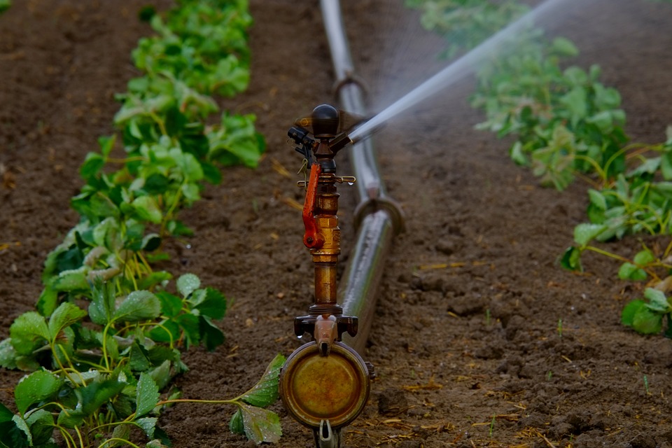 watering plants
